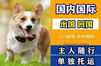 晋城市宠物托运公司晋城市宠物托运公司晋城市宠物托运公司