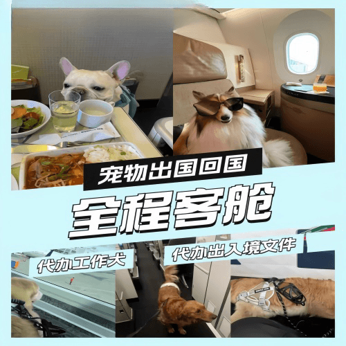 晋城市宠物托运到白俄罗斯宠物入境规定和要求
